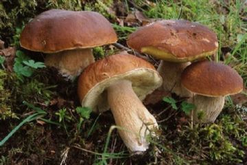 Corso formativo per rilascio idoneit&#224; alla vendita per esercenti il commercio di funghi epigei freschi